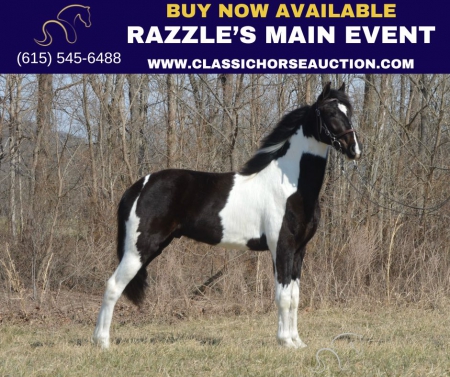 RAZZLE'S MAIN EVENTS, Tennessee Walking Horses Gelding for sale in Kentucky