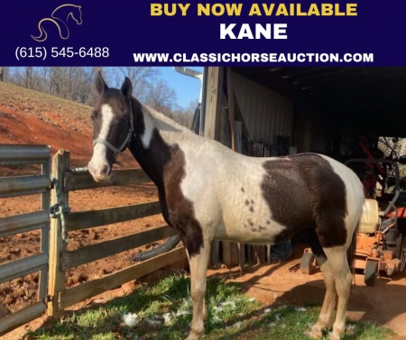 KANE, Tennessee Walking Horses Gelding for sale in Tennessee