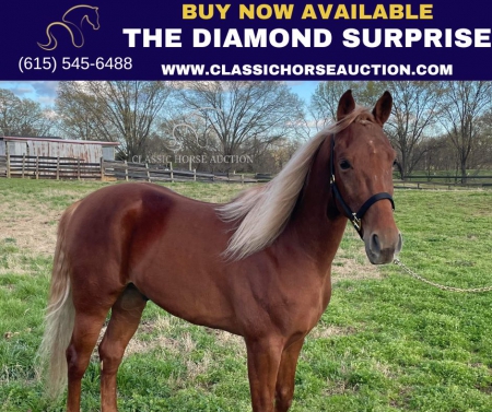 THE DIAMOND SURPRISE, Tennessee Walking Horses Gelding for sale in Tennessee