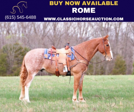 ROME, Clydesdale Gelding for sale in Missouri