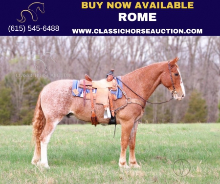 ROME, Clydesdale Gelding for sale in Missouri