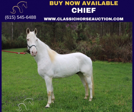 CHIEF, Tennessee Walking Horses Gelding for sale in Kentucky