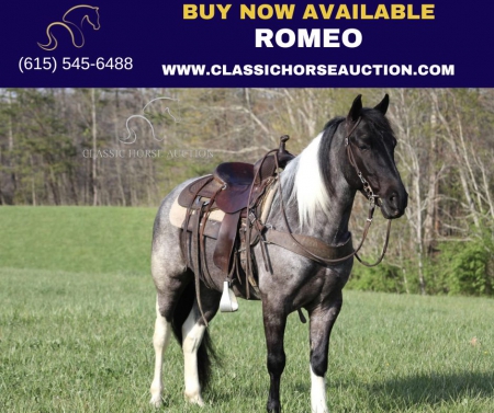 ROMEO , Kentucky Mountain Saddle Horse Gelding for sale in Kentucky