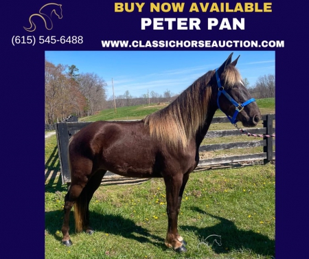 PETER PAN, Tennessee Walking Horses Gelding for sale in Kentucky