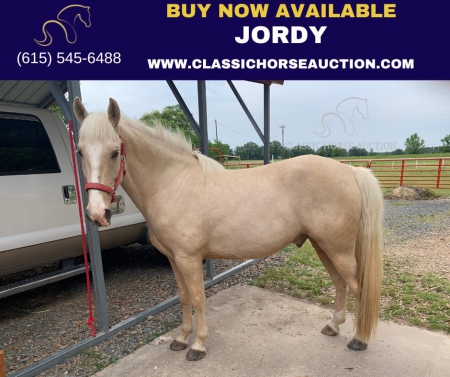 JORDY, Tennessee Walking Horses Gelding for sale in Texas