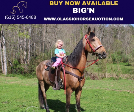 BIG'N , Tennessee Walking Horses Gelding for sale in Kentucky