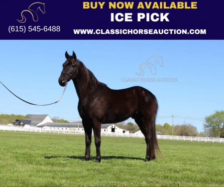 ICE PICK , Tennessee Walking Horses Gelding for sale in Tennessee