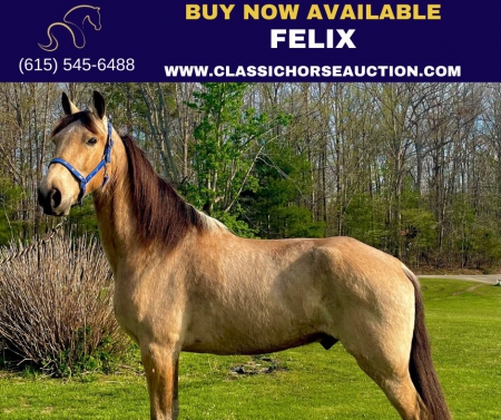 FELIX, Tennessee Walking Horses Gelding for sale in Kentucky