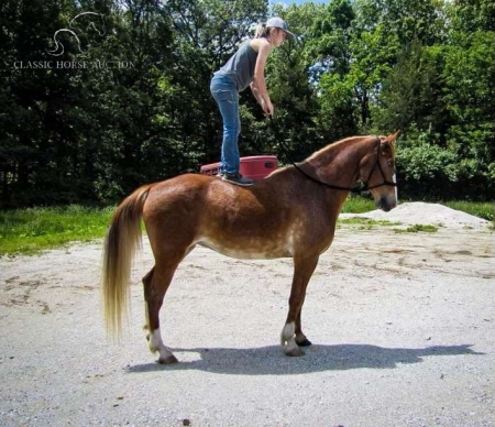 BARBIE, Missouri Fox Trotting Horse Mare for sale in Missouri
