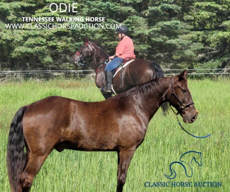 POLICE TRAINING BLACK TENNESSEE WALKING , Tennessee Walking Horses Gelding for sale in Michigan