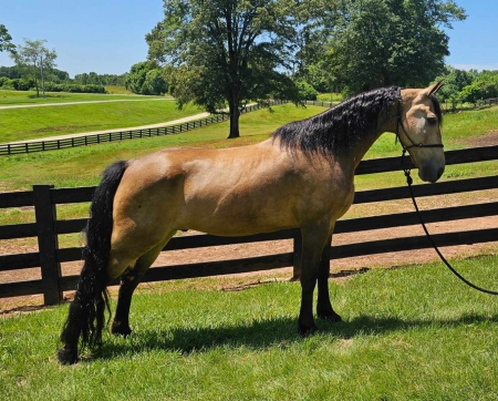 MESSIAH, Tennessee Walking Horses Gelding for sale in Georgia