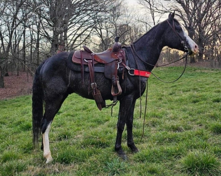 COOLEY, Tennessee Walking Horses Gelding for sale in Washington