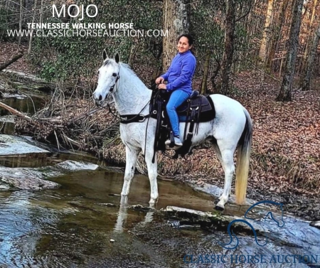 MOJO , Tennessee Walking Horses Gelding for sale in Washington