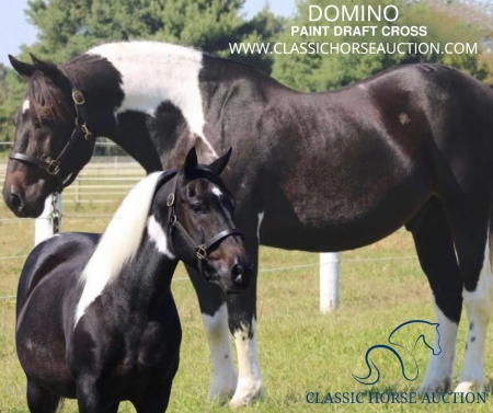 DOMINO, Draft Gelding for sale in North Carolina