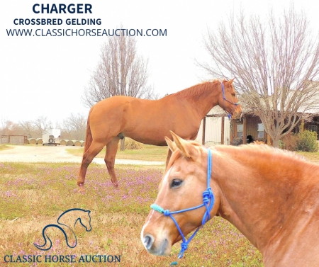 CHARGER, American Quarter Horse Gelding for sale in Texas
