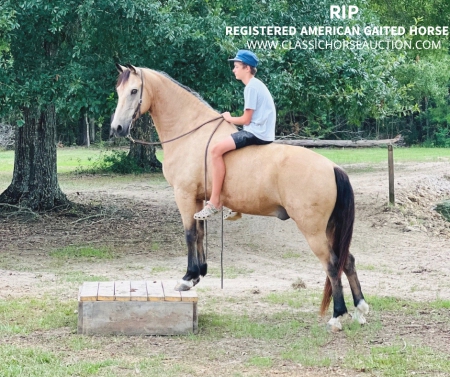 RIP, Tennessee Walking Horses Gelding for sale in Louisiana