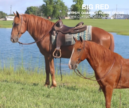 BIG RED , Gypsy Vanner Gelding for sale in Kentucky