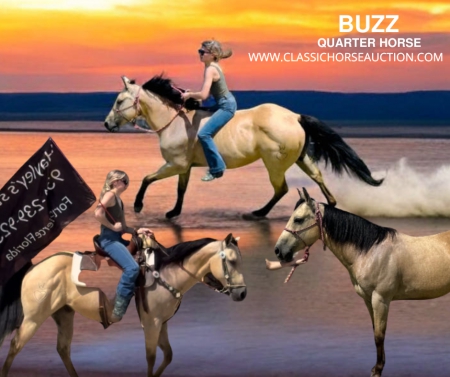 BUZZ, American Quarter Horse Gelding for sale in Florida