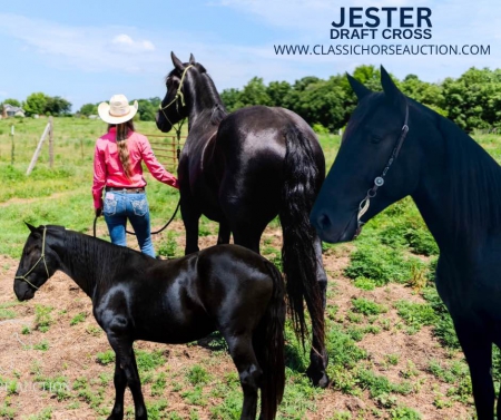JESTER, Draft Gelding for sale in Missouri