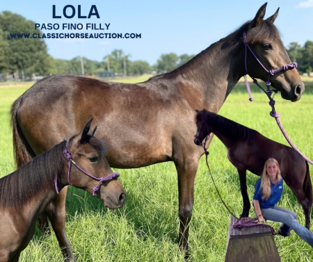 LOLA, Missouri Fox Trotting Horse Filly for sale in Mississippi