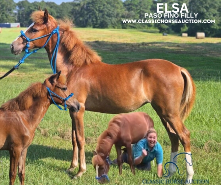 ELSA , Paso Fino Filly for sale in Mississippi