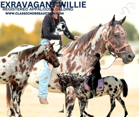 WILLIE, Appaloosa Gelding for sale in Florida