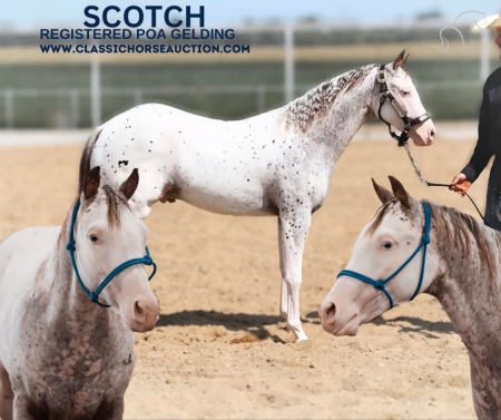 SCOTCH, Appaloosa Gelding for sale in Missouri