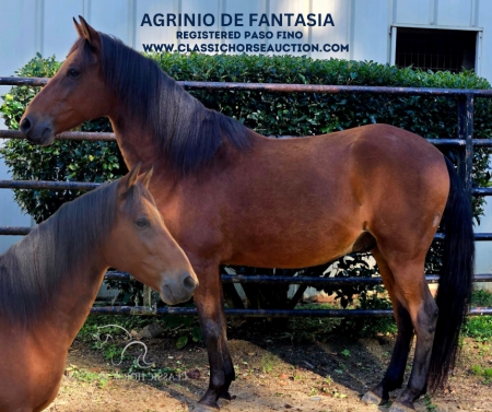 AGRINIO , Paso Fino Gelding for sale in South Carolina