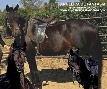 ANGELICA, Paso Fino Gelding for sale in South Carolina