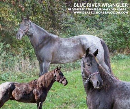 river, Tennessee Walking Horses Gelding for sale in Michigan