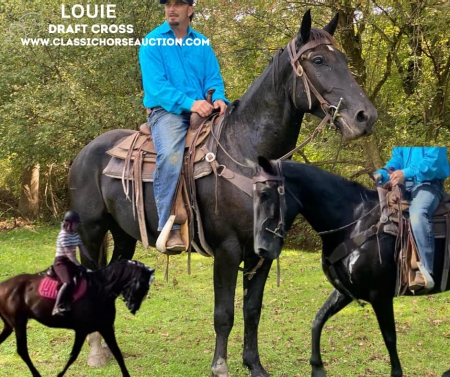 LOUIE, Draft Gelding for sale in Pennsylvania
