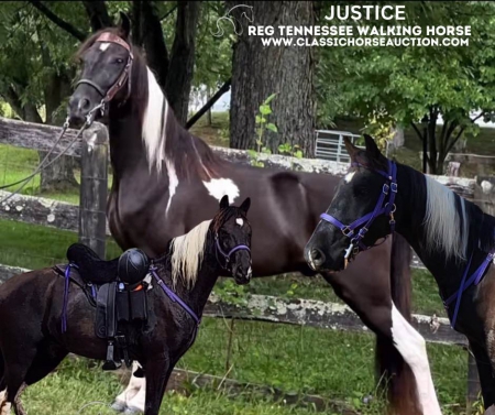 JUSTICE, Tennessee Walking Horses Gelding for sale in Michigan