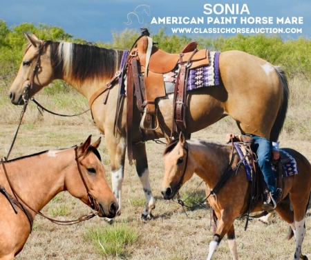 SONIA, American Paint Horse Association Mare for sale in Texas