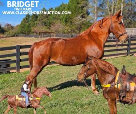 BRIDGET, Tennessee Walking Horses Mare for sale in Georgia