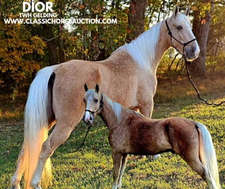 DIOR, Tennessee Walking Horses Gelding for sale in Georgia