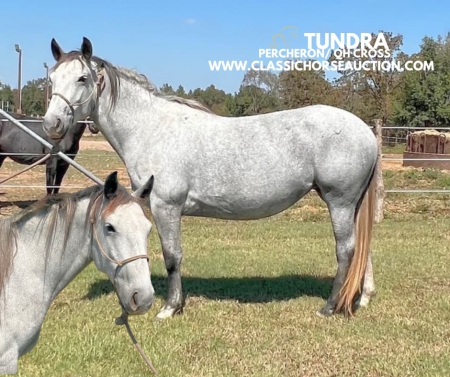 TUNDRA, Draft Mare for sale in Texas