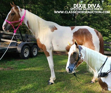 DIXIE DIVA, Spotted Saddle Mare for sale in Washington