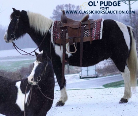 PUDGE, Ponies Gelding for sale in Indiana
