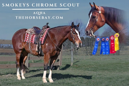 2016 AQHA Bay Gelding For Sale - Ideal Family & Trail Horse!, American Quarter Horse Gelding for sale in Massachusetts