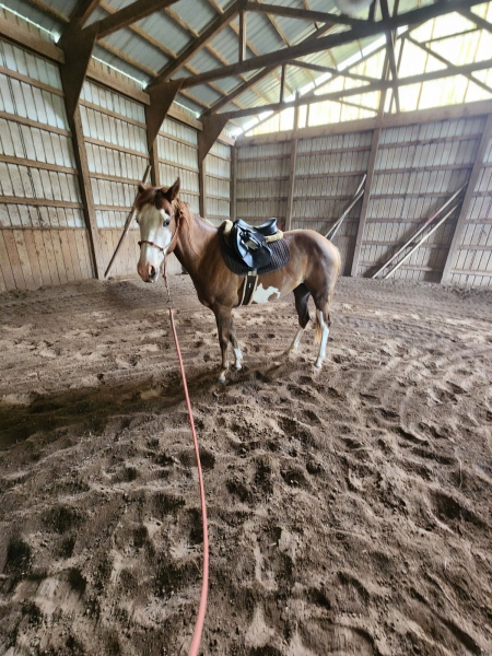 Charlie; IMA AWESOME PEARL, American Paint Horse Association Filly for sale in Pennsylvania