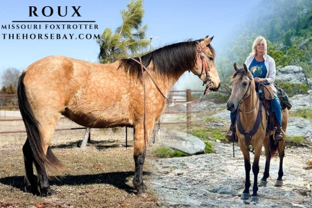 Buckskin Missouri Foxtrotter Gelding (All Around/Trail/Gaited), Missouri Fox Trotting Horse Gelding for sale in Missouri