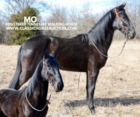 MO, Tennessee Walking Horses Gelding for sale in Missouri