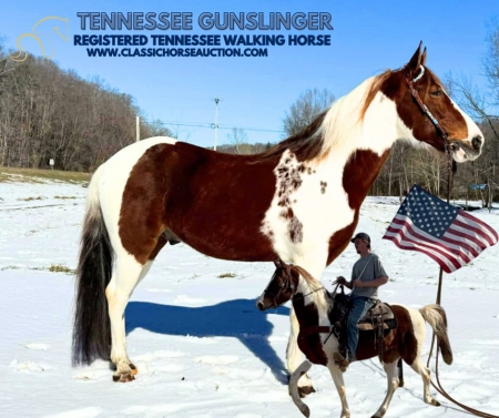 TENNESSEE GUNSLINGER , Tennessee Walking Horses Gelding for sale in Ohio