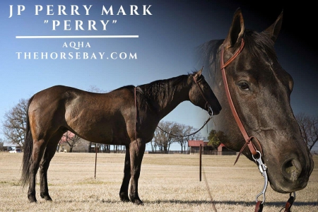Impressive AQHA Gelding for Trail and Ranch Work, American Quarter Horse Gelding for sale in North Dakota