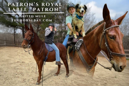 Trail-Ready, Experienced Gaited Mule - Perfect Family Mule, Mule Gelding for sale in North Carolina