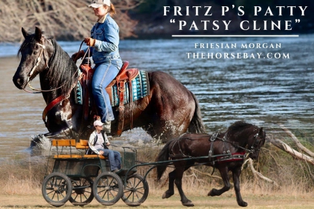 Black Friesian Morgan Mare, Morgan Mare for sale in Michigan