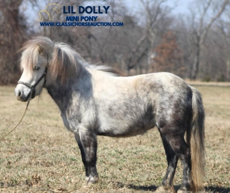 LIL DOLLY, Ponies Mare for sale in Illinois