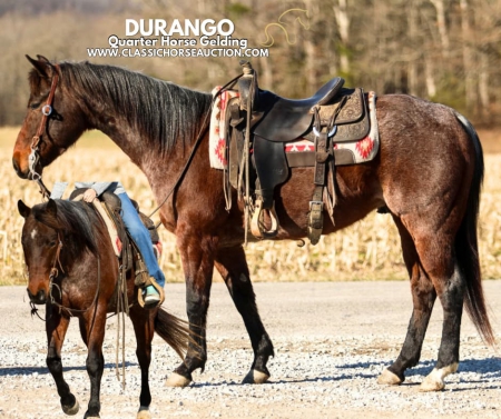 DUANGO, American Quarter Horse Gelding for sale in Kentucky