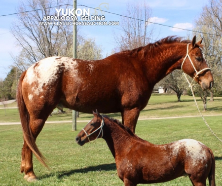 YUKON, Appaloosa Gelding for sale in Tennessee