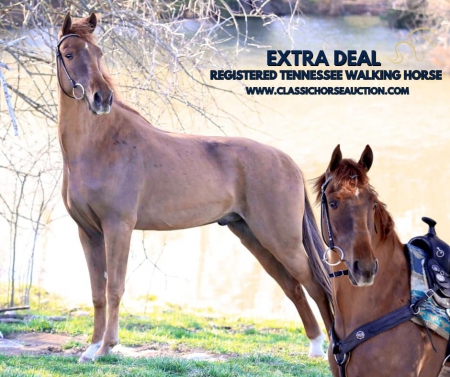 EXTRA DEAL , Tennessee Walking Horses Gelding for sale in Tennessee